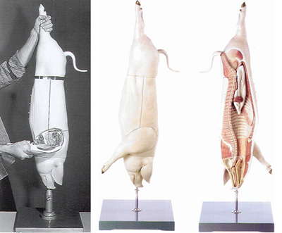 Model of the Carcass of a Pig