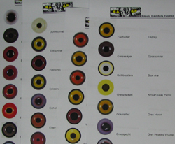 Acrylic Bird Eyes - Multicoloured - in CC-Shape