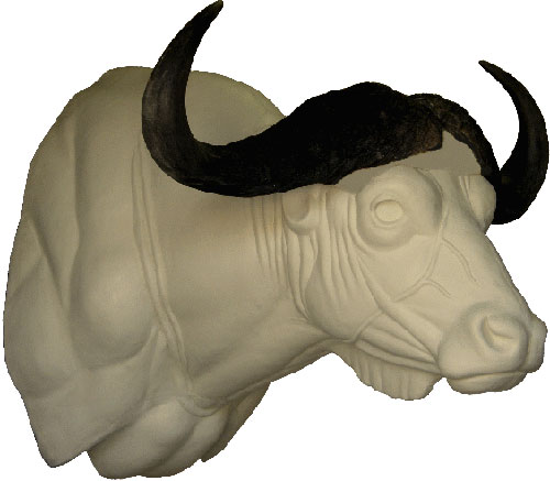 Cape buffalo