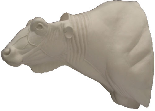 Afrikanischer Büffel (Kaffernbüffel)