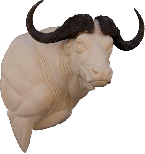 Cape buffalo