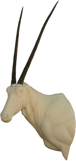 Oryx (südafrikanischer Spiessbock)