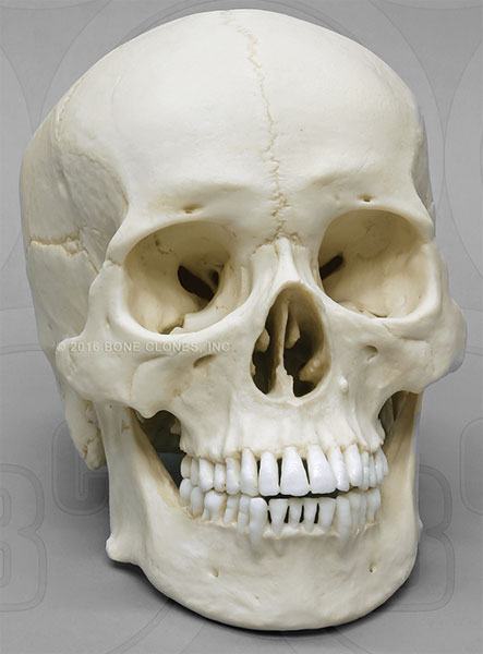 Human Male Asian Skull