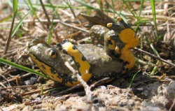 Yellow Bellied Toad