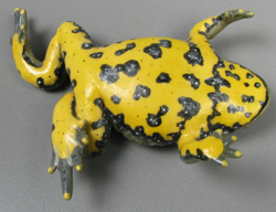 Yellow Bellied Toad