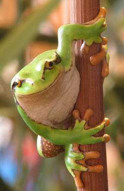 European Common Tree Frog
