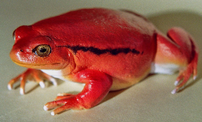 False Tomato Frog / Sambava Tomato Frog