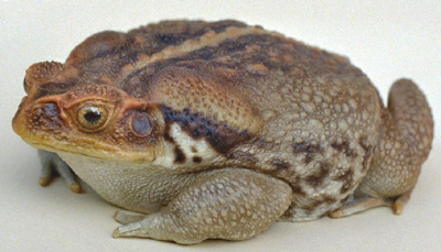 Cane Toad