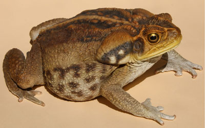 Cane Toad