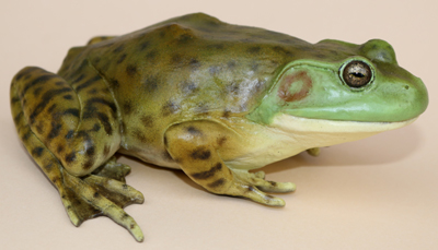 American Bullfrog