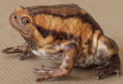 Banded Bullfrog