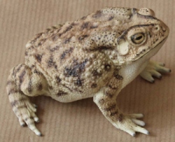  Asian Common Toad