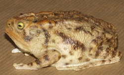 Southern Toad