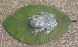 Gray Treefrog