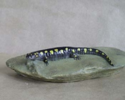 Yellow-Spotted Salamander