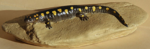 Yellow-Spotted Salamander