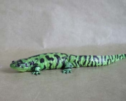 Tiger Salamander