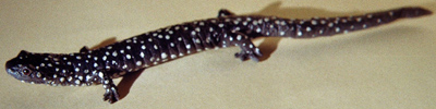 Northern Slimy Salamander