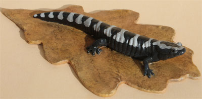 Marbled Salamander