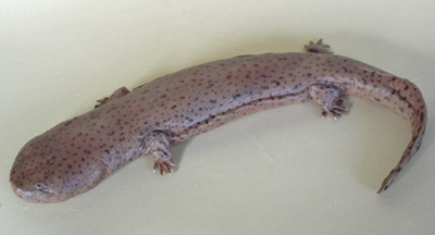 Hellbender Salamander