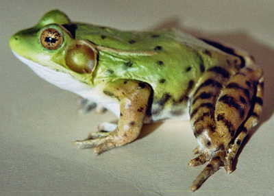 Green Frog