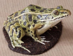 Leopardfrosch