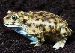 Spadefoot