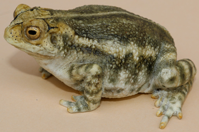 Gulf Coast Toad