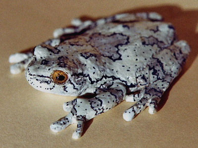 Gray Treefrog