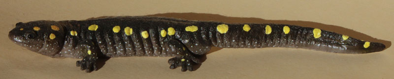 Yellow-Spotted Salamander