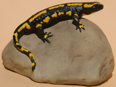 Gebänderter Feuersalamander