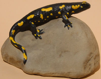 Spottet Fire Salamander, Male