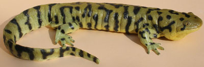 Barred Tiger Salamander / Western Tiger Salamander 