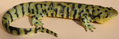 Tigermolch, Tigersalamander, Tiger-Querzahnmolch