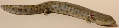 Common Mudpuppy