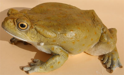 Colorado River Toad / Sonoran Desert Toad