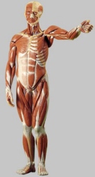 Male Muscle Figure