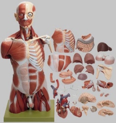 Muscular Torso with Head, in 35 parts 