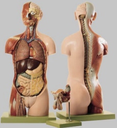 Muscular Torso with Head and Open Back, in 20 parts 