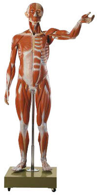 Male Muscle Figure, about 3/4 natural size