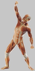 Male Muscle Figure