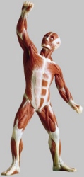 Muscle Figur