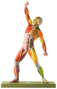 Männl. Muskelfigur mit Farbkodierung zur Zuordnung der Nerven und Muskeln