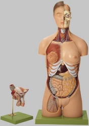 Torso with Head and Interchangeable Male and Female Genitalia