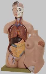 Female Torso with Head