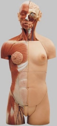 Muscular Torso with Head and Open Back, 32 parts