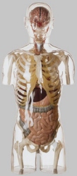 Transparent Torso Model with Head