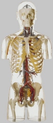 Transparent Blood Vessels Torso Model with Head