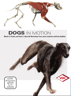 Dogs in Motion