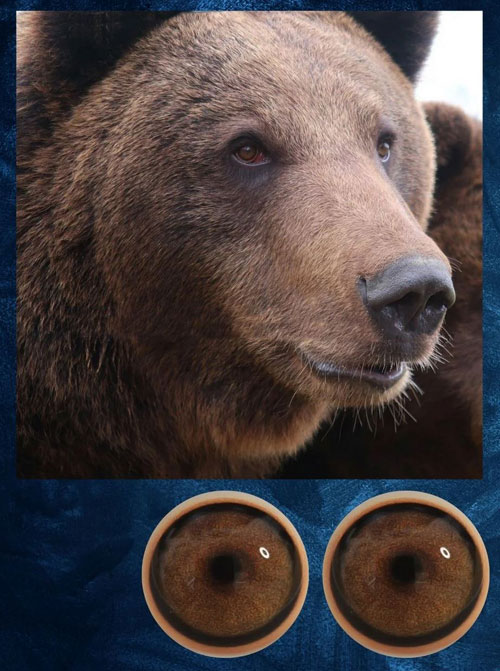 Bär (Schwarzbär und Braunbär)